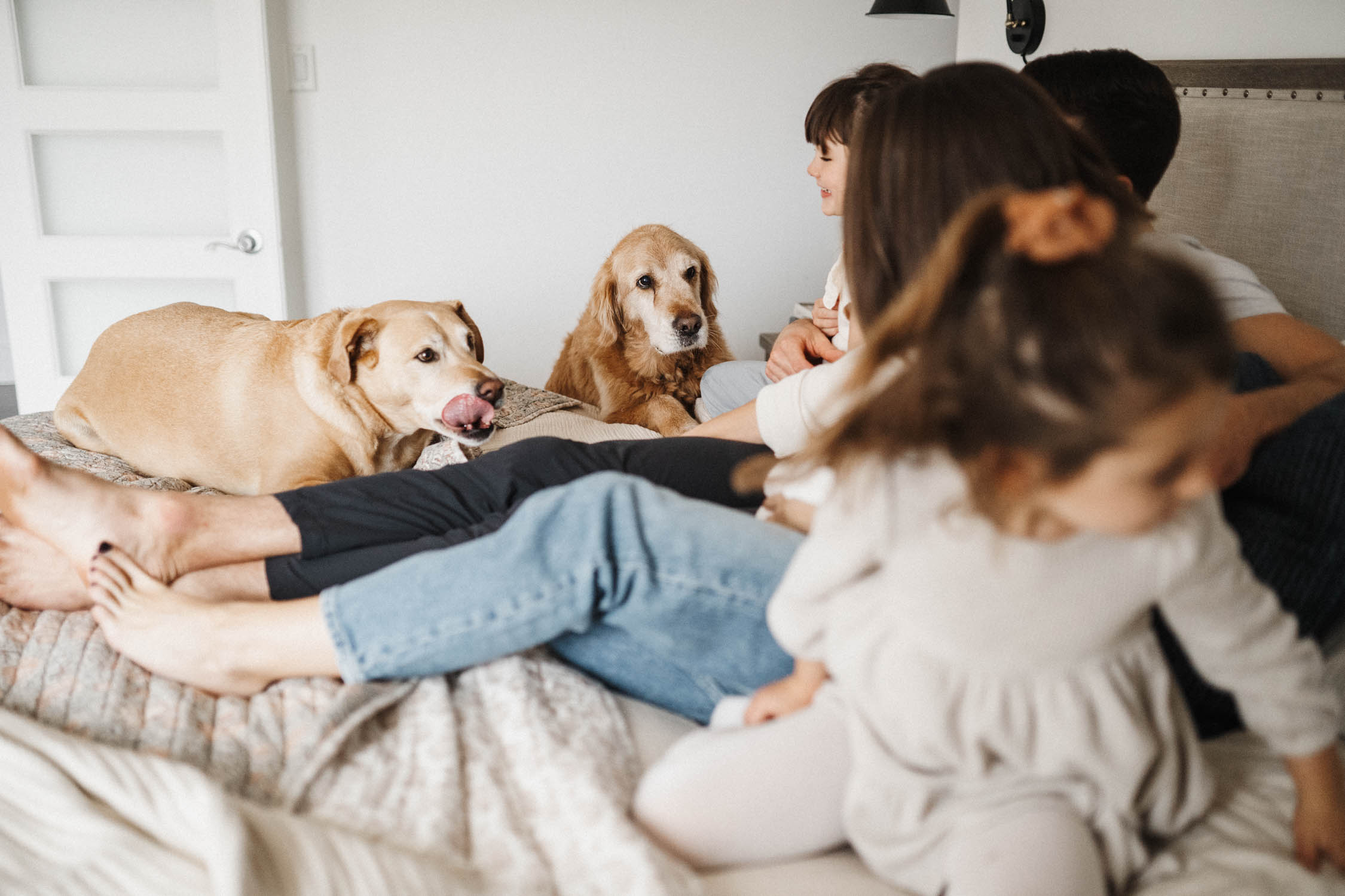 candid shots of dogs on bed with family during their family photoshoot in-home in montreal